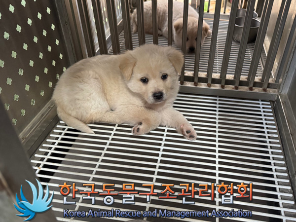 한국동물구조관리협회_441406202402231